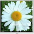 /album/photo-gallery-canvas-uri/decoratiuni-de-perete-canvas-lc-0003-jpg/